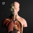 Anatomy and Physiology