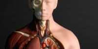 Anatomy and Physiology
